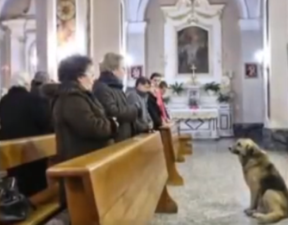 Dog goes to church