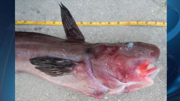 rare sea creatures
