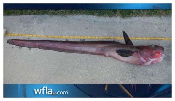 rare sea creatures
